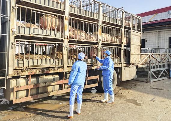 郑州市农业综合执法支队派驻郑州双汇生猪屠宰厂的检疫员们坚守岗位
